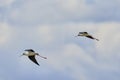 Black winged stilt (Himantopus himantopus) Royalty Free Stock Photo