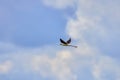 Black winged stilt (Himantopus himantopus) Royalty Free Stock Photo