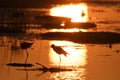 Black-winged Stilt Himantopus himantopus