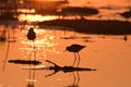 Black-winged Stilt Himantopus himantopus