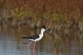 Black-winged Stilt Himantopus himantopus