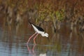 Black-winged Stilt Himantopus himantopus