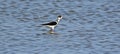 Black-winged stilt, Himantopus himantopus stilt family Recurvirostridae Royalty Free Stock Photo