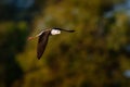 Black-winged Stilt - Himantopus himantopus flying in the sky and singing with very long feet. Green bush background Royalty Free Stock Photo