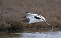 Pied Avocet, Greece