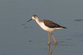 Black-winged Stilt / Himantopus himantopus