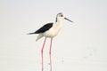 Black-winged stilt / Himantopus himantopus