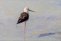 Black-winged stilt, Himantopus himantopus, aquatic bird of the Recurvirostridae family.