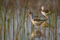 Black-winged Stilt - Himantopus himantopus Royalty Free Stock Photo