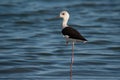 Black winged Stilt  Himantopus himantopus   in blue water Royalty Free Stock Photo