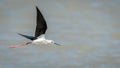 A black-winged stilt Himantopus himantopus flying above water Royalty Free Stock Photo