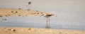 Black-winged stilt Himantopus himantopus on the lake shore, walking in the shallow waters Royalty Free Stock Photo