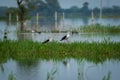 Black-winged stilt Himantopus himantopus pair in a  scenic blue background at keoladeo national park Royalty Free Stock Photo