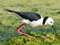 Black-winged Stilt with eggs on nest Royalty Free Stock Photo