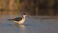 Black-winged Stilt