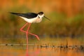 Black-winged Stilt - Himantopus himantopus Royalty Free Stock Photo