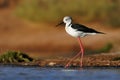 Black-winged Stilt - Himantopus himantopus