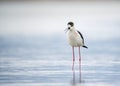 Black-winged stilt Himantopus himantopus in water with excellent reflection on the water. A magical scene of wildlife from the l