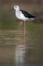 Black winged Stilt - Himantopus himantopus Royalty Free Stock Photo