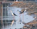 Black-winged Stilt Himantopus