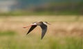 Black-winged stilt in flight Royalty Free Stock Photo