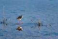 Black-winged stilt or Himantopus himantopus walks in water Royalty Free Stock Photo