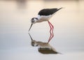 Black-winged stilt Himantopus himantopus in water with excellent reflection on the water. A magical scene of wildlife from the l