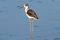 Black-winged stilt Himantopus himantopus in the wetlands Royalty Free Stock Photo