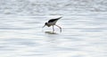 The black-winged stilt Himantopus himantopus Royalty Free Stock Photo