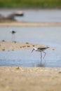 Black-winged stilt on the lake shore fishing, walking slowly in the shallow waters Royalty Free Stock Photo