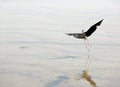 Black-winged stilt a large water bird flies Royalty Free Stock Photo