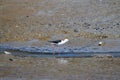 Black-winged stilt along the banks of the Rio Sado, Portugal