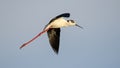 Black-Winged Stilt long leged water bird flying in flight against clear blue sky in the background Royalty Free Stock Photo