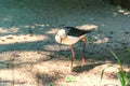 Black-winged Stilt with long pink legs, long thin black bill, white head