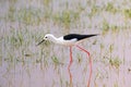 Black-winged Stilt with long pink legs walking on water Lake Manyara in Tanzania, Africa