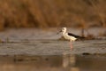 Black winged stilt in marsh water, bahrain Royalty Free Stock Photo