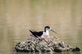 Black winged stilt on the nest while brooding marsh birds eggs Royalty Free Stock Photo