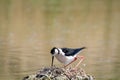 Black winged stilt on the nest while brooding marsh birds eggs Royalty Free Stock Photo