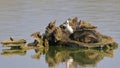 Black-winged Stilt on nest with eggs Royalty Free Stock Photo