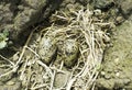 Black-winged Stilt nest with eggs / Himantopus himantopus Royalty Free Stock Photo