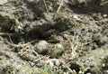 Black-winged Stilt nest with eggs / Himantopus himantopus Royalty Free Stock Photo