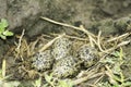 Black-winged stilt nest with eggs / Himantopus himantopus Royalty Free Stock Photo
