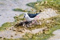 Black Winged Stilt on Nest Royalty Free Stock Photo