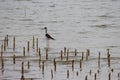A black winged stilt offering a beautiful stance. Standing on the shore of a giant lake. Bird has tall legs and a beautiful tail Royalty Free Stock Photo