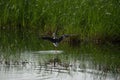 Black winged stilt with open wings