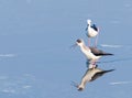 Black Winged stilt pair in fight Royalty Free Stock Photo