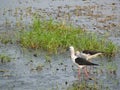 Black winged stilt pair in lake Chilika, India Royalty Free Stock Photo