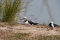 Black Winged Stilt Pair Royalty Free Stock Photo