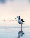 Black-winged stilt perched on the body of water on one leg Royalty Free Stock Photo