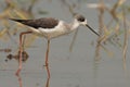 Black-winged stilt perched on the edge of a body of water, surrounded by lush reeds and grass Royalty Free Stock Photo
